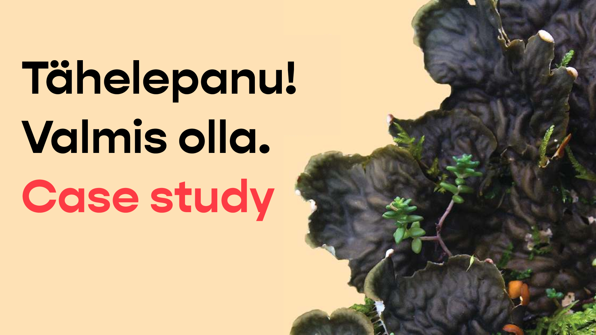 01_Samblikud_case_est_eng.pdf